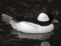 Bufflehead